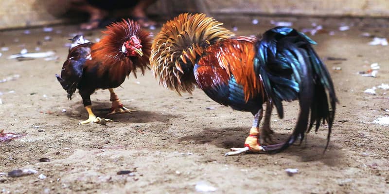 Hai chiến kê đều bất bại trước khi vào trận
