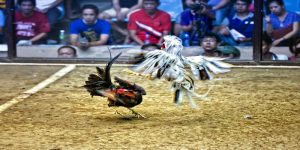 Avt trận đá gà 36 tỷ